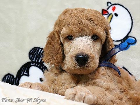 �X�^���v�[�e��